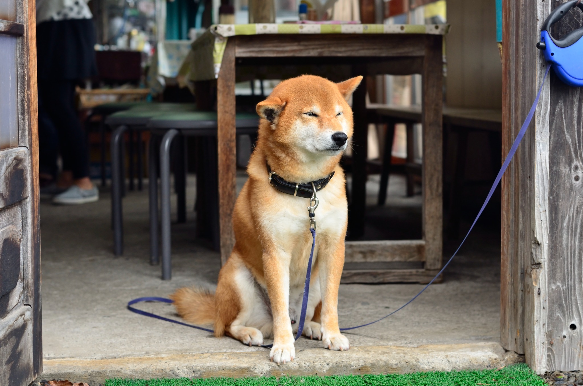 古い建物の入口で座る犬