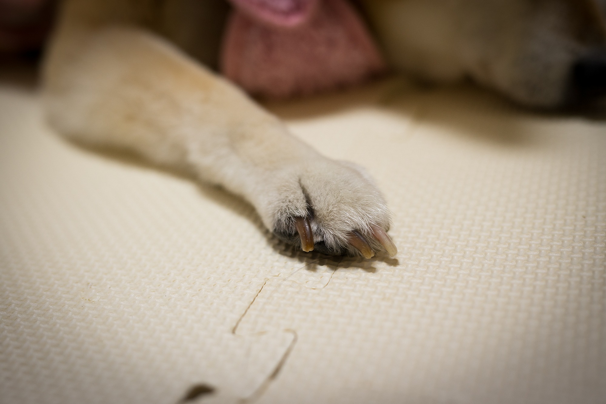 室内で静かに横たわる犬の前足
