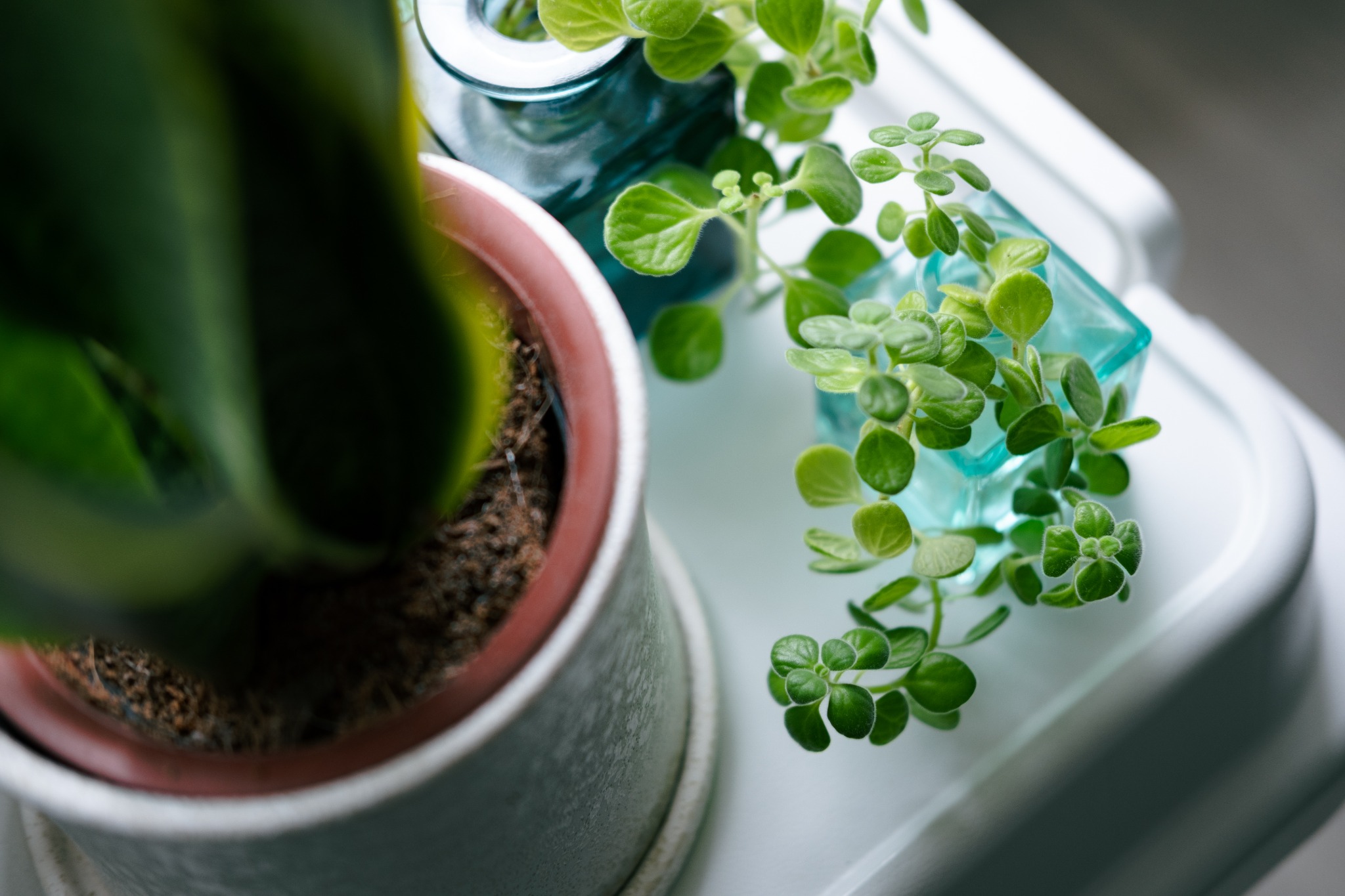 窓辺の光を受ける鉢植え