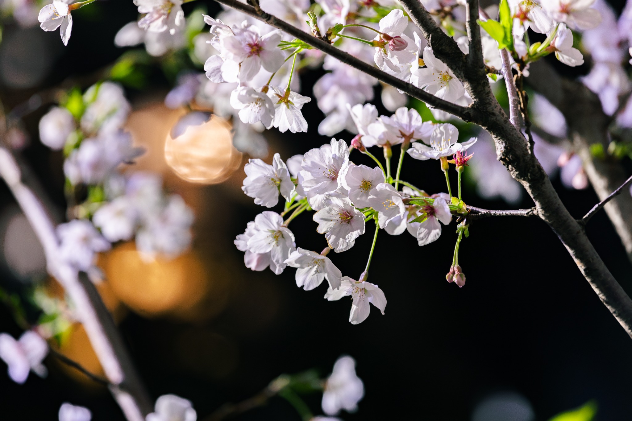 夜の光を受けて咲く桜