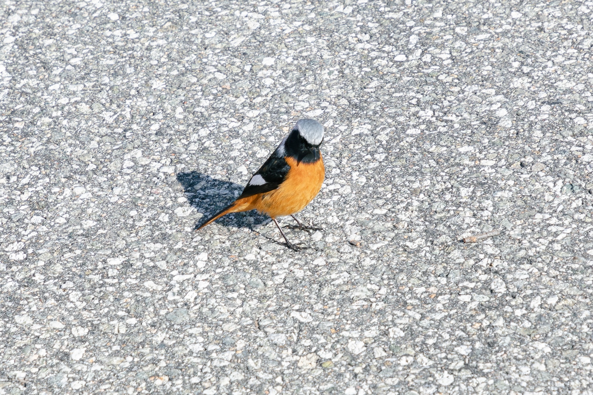 冬の地面に立つ小さな野鳥