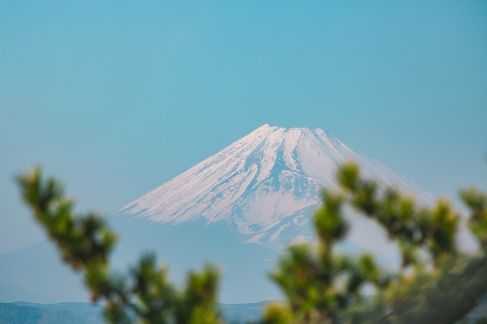 木々の向こうに浮かぶ雪化粧の富士