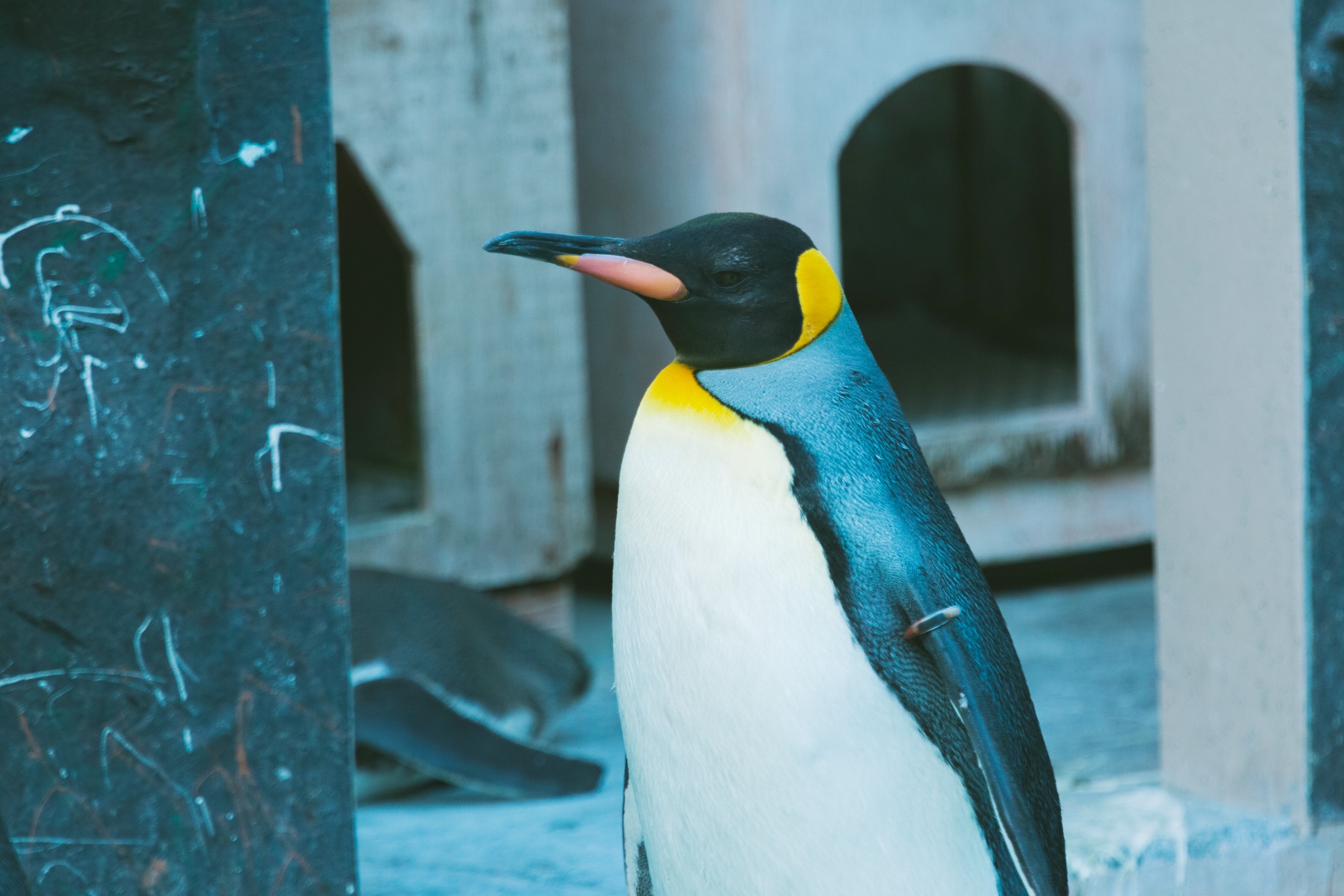青い光の中に立つペンギン