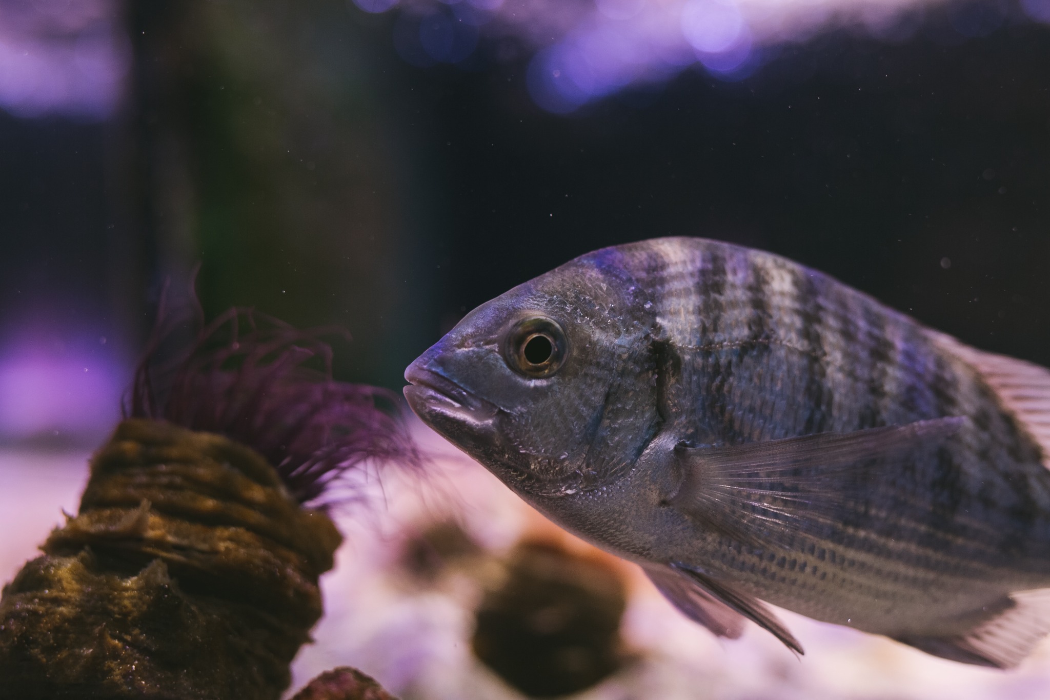 紫の光の中を泳ぐ魚
