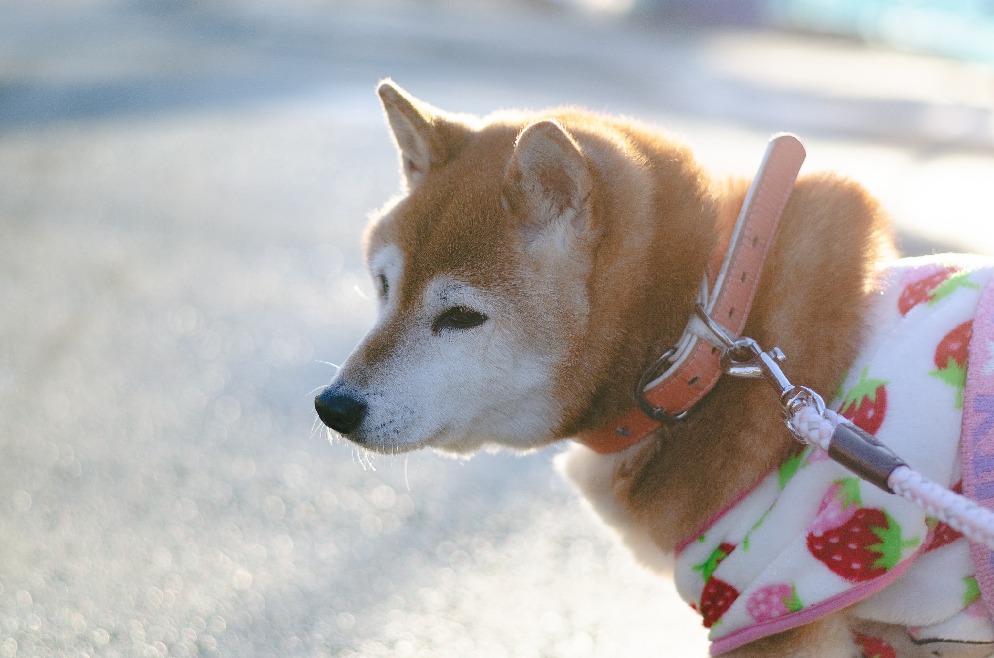冬の光を受けて静かに歩く柴犬