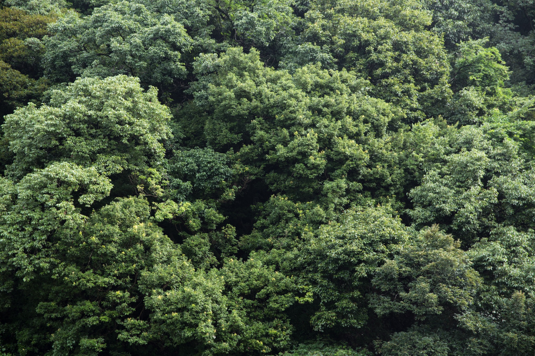 幾重にも重なる深い緑の森