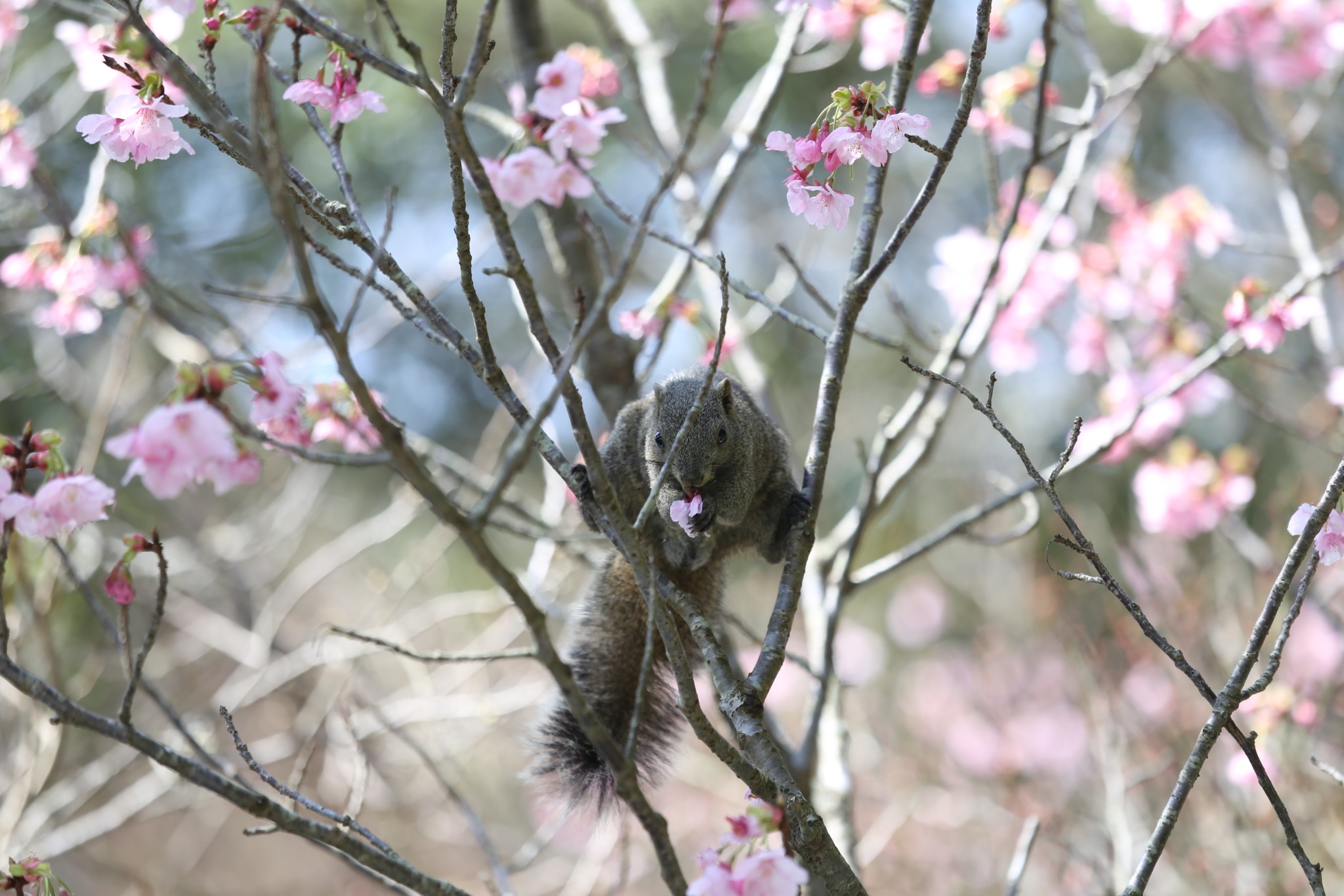 花の咲く木の枝でくつろぐ猿
